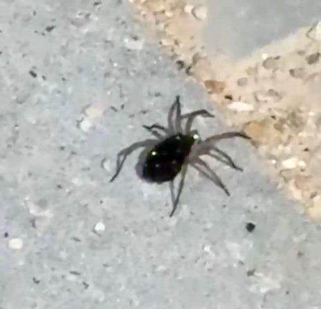 Elazığ’da kurt örümceği görüntülendi Elazığ’da kurt örümceği, sırtındaki yavrularıyla birlikte görüntülendi. Nadir türler arasında