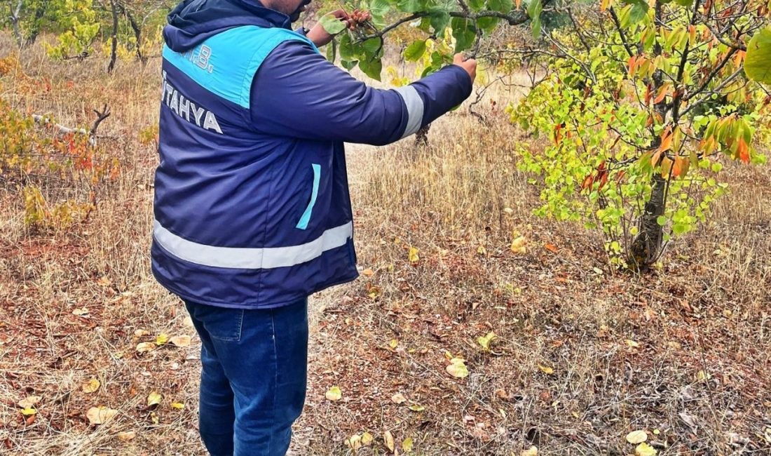 Kütahya Emet İlçe Tarım ve Orman Müdürlüğü teknik personeli tarafından,