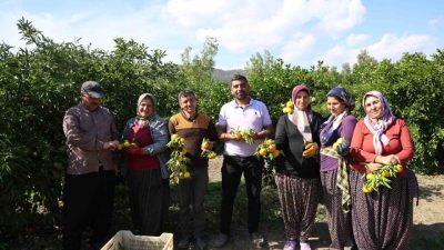 Türkiye’nin önemli üretim merkezlerinden Adana’da bahçede 15 TL’den başlayan mandalinanın