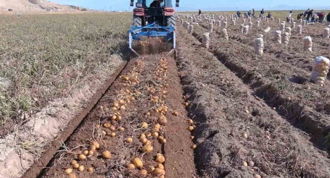 Erciş’te patates hasadı başladı Van’ın Erciş ilçesinde kışlık patates hasadına başlandı. En çok tüketilen