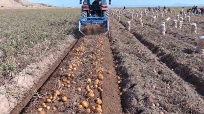 Van’ın Erciş ilçesinde kışlık patates hasadına başlandı. En çok tüketilen