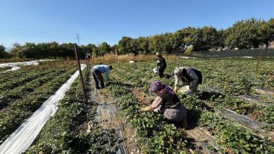 Erzincan’ın Üzümlü ilçesinde çilek üretimi yapan Biyomühendis Uğur Yunus Karatepe,