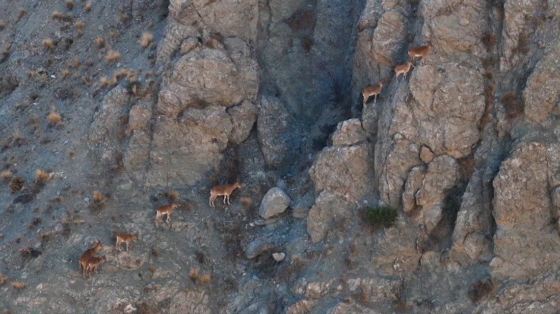 Erzincan’ın Munzur Dağları’na güzellik katan yaban keçileri, doğasever Görüntü Yönetmeni