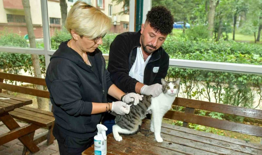 Esenyurt’ta sokak kedilerine parazit uygulaması: Hem hayvan sağlığına hem toplum sağlığına katkı Esenyurt Belediyesi Veteriner İşleri Müdürlüğü, ilçedeki sokak hayvanlarının sağlığını korumaya