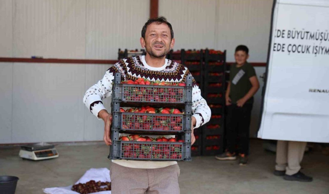 Türkiye’de en fazla çilek üretiminin yapıldığı illerin başında gelen Aydın