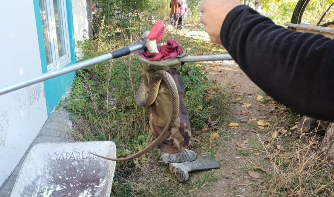Denizli’nin Çameli ilçesinde bir evin içinde bulunan yılan korkuya neden