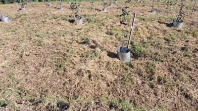 Fındık üretiminde verimliliği artırmak ve kalite standartlarını yükseltmek amacıyla Fındık