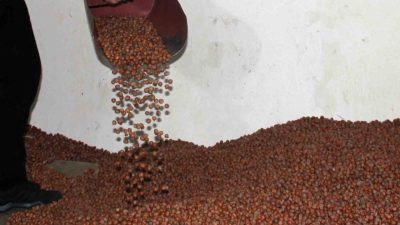 Giresun’da serbest piyasada fındık fiyatları zirveyi gördükten sonra hızlı bir