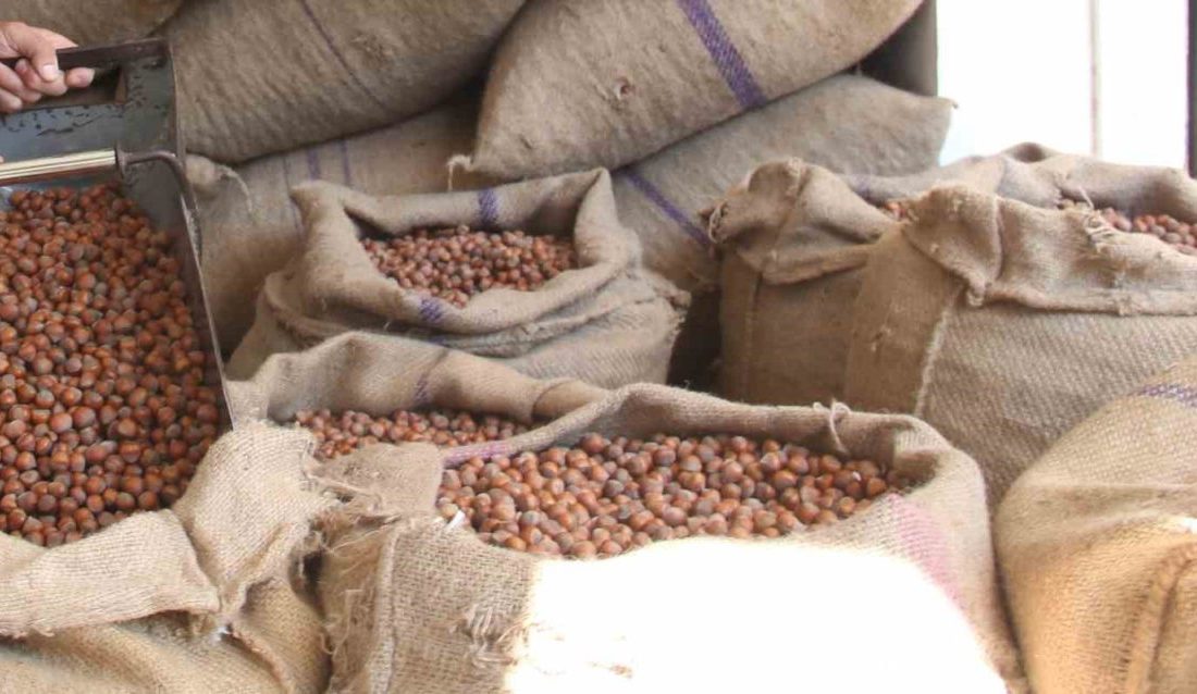 Avrupalı fındık ithalatçıları ve sanayiciler, Türkiye’deki fındık fiyatını yüksek bulup