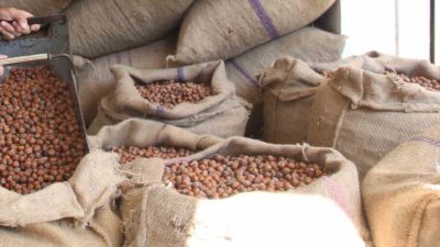 Avrupalı fındık ithalatçıları ve sanayiciler, Türkiye’deki fındık fiyatını yüksek bulup