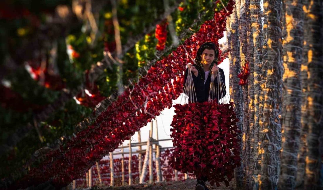 UNESCO Gastronomi Kenti Gaziantep’in geleneksel mutfak kültürünün vazgeçilmez simgeleri sebze