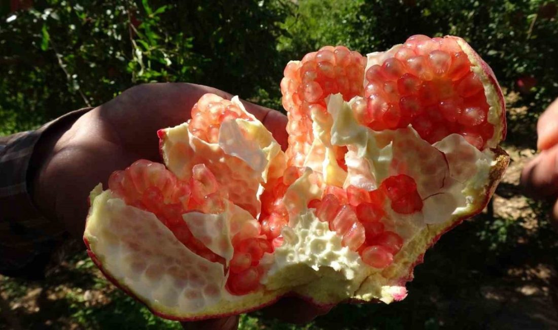 Türkiye’nin nar üretiminde önde gelen şehirleri arasında yer alan Gaziantep’te