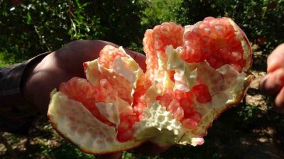 Türkiye’nin nar üretiminde önde gelen şehirleri arasında yer alan Gaziantep’te