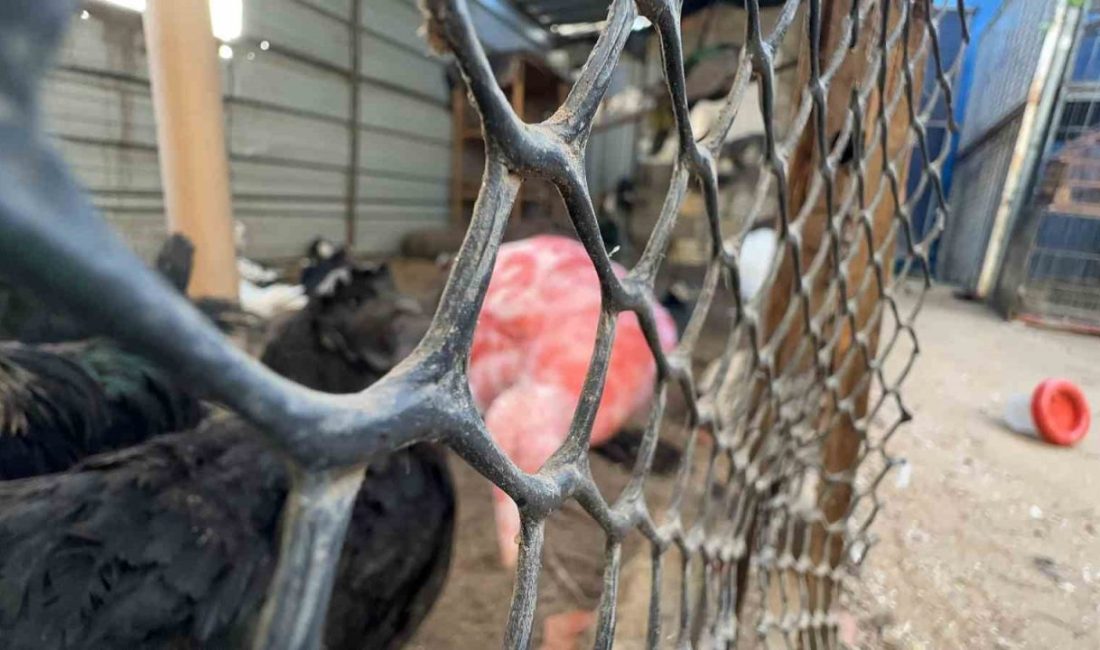 Gazze Şeridi’nin en eski hayvanat bahçesinin sahibi Fathi Jumaa, Deir