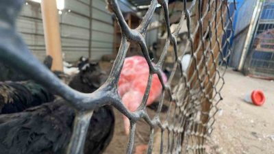 Gazze Şeridi’nin en eski hayvanat bahçesinin sahibi Fathi Jumaa, Deir