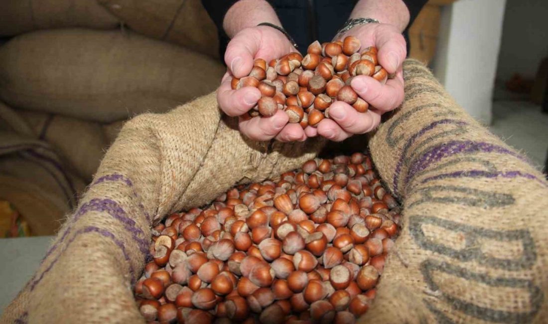 Giresun’da serbest piyasada fındık fiyatları haftayı 315 liradan kapattı. Türkiye