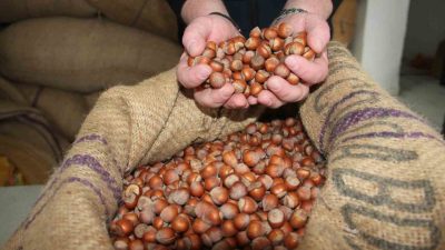 Giresun’da serbest piyasada fındık fiyatları haftayı 315 liradan kapattı. Türkiye