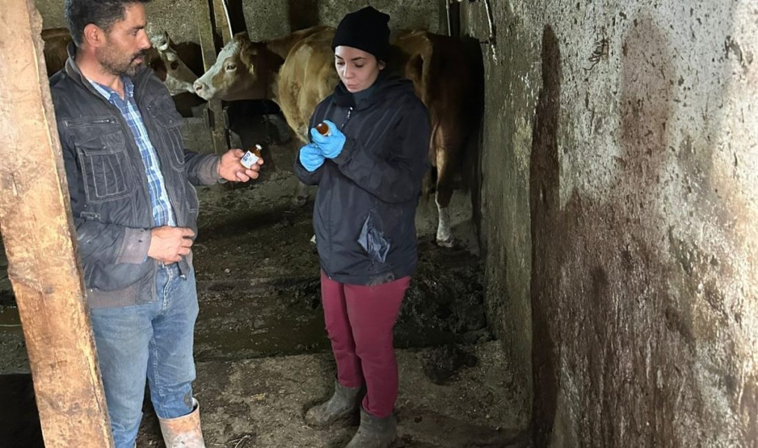 Giresun’un Alucra ilçesinde şap hastalığı vakalarının görülmesi üzerine 13 köy