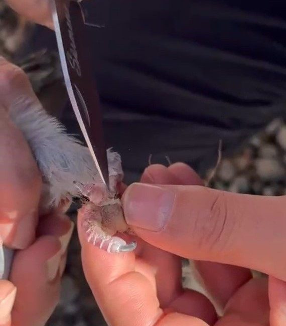 Gümüşhane’de ayakları ipe dolanan güvercin, itfaiye ekiplerinin müdahalesiyle kurtarıldı. Gümüşhane’nin