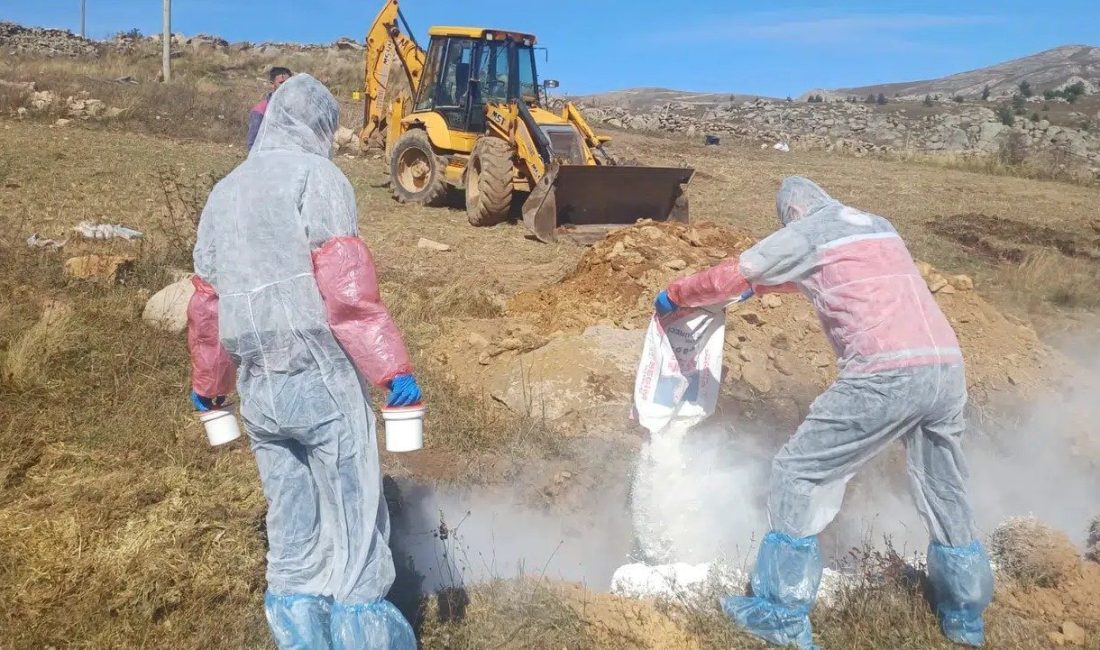Gümüşhane’nin Kürtün ilçesinde şarbon hastalığı şüphesiyle 6 köyde hayvan giriş