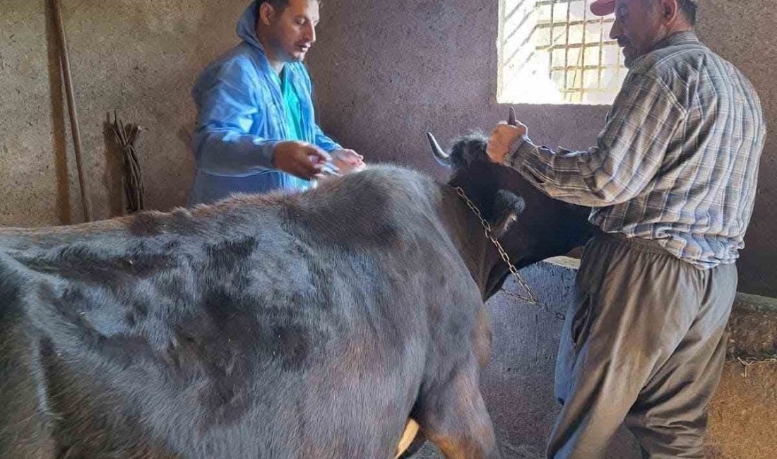 Bitlis’in Güroymak İlçe Tarım ve Orman Müdürlüğü ekipleri, şap aşısı