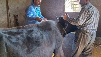 Bitlis’in Güroymak İlçe Tarım ve Orman Müdürlüğü ekipleri, şap aşısı
