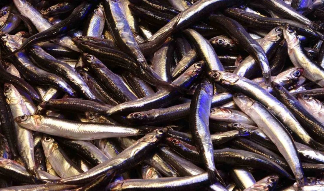 Karadeniz’de av sezonunun başlamasıyla birlikte erken zamanda bol miktarda tezgâhlarda