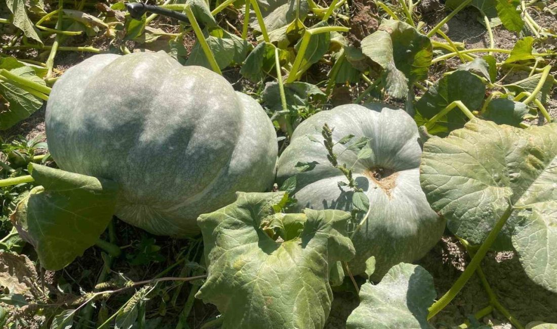Bahçesindeki kabakları hasat ederken ikisinin 40 kilograma ulaştığını gören çiftçi,