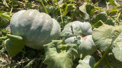 Bahçesindeki kabakları hasat ederken ikisinin 40 kilograma ulaştığını gören çiftçi,