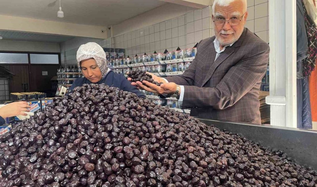 Türkiye’de 2025-2026 sezonunda tahmin edilen 740 bin ton sofralık zeytin