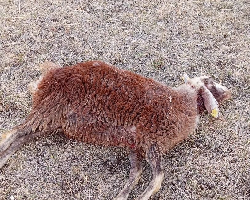 Erzurum’un Horasan ilçesine bağlı Hasan Bey köyünde koyun sürüsüne kurtlar
