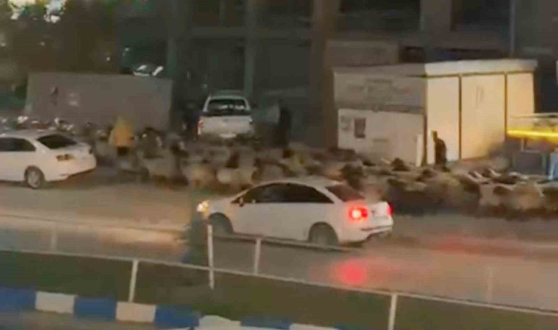 Hakkari’nin Yüksekova ilçesinin en işlek caddesinden koyun sürüsü geçtiği sırada