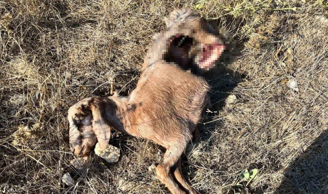 Antalya’nın Kumluca ilçesinde yaşayan bir adam, bir günlük iş seyahatinden