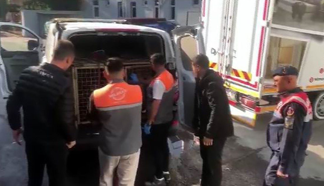 Jandarmadan köpek dövüşçülerine suçüstü Kayseri’de jandarma ekipleri tarafından yapılan çalışmalarda; köpek dövüşü yapan 13