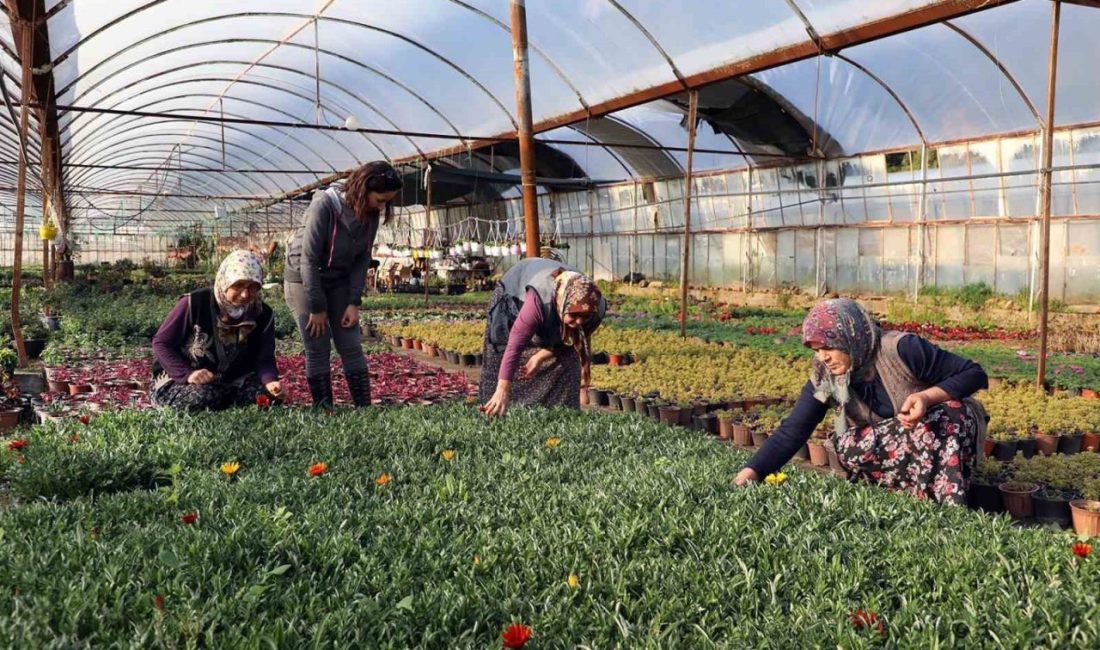 Kadın emeğiyle yerel kalkınma güçlendiriliyor Muğla Büyükşehir Belediyesi, kırsalda üretimi sürdüren kadınların ve üretici kooperatiflerin