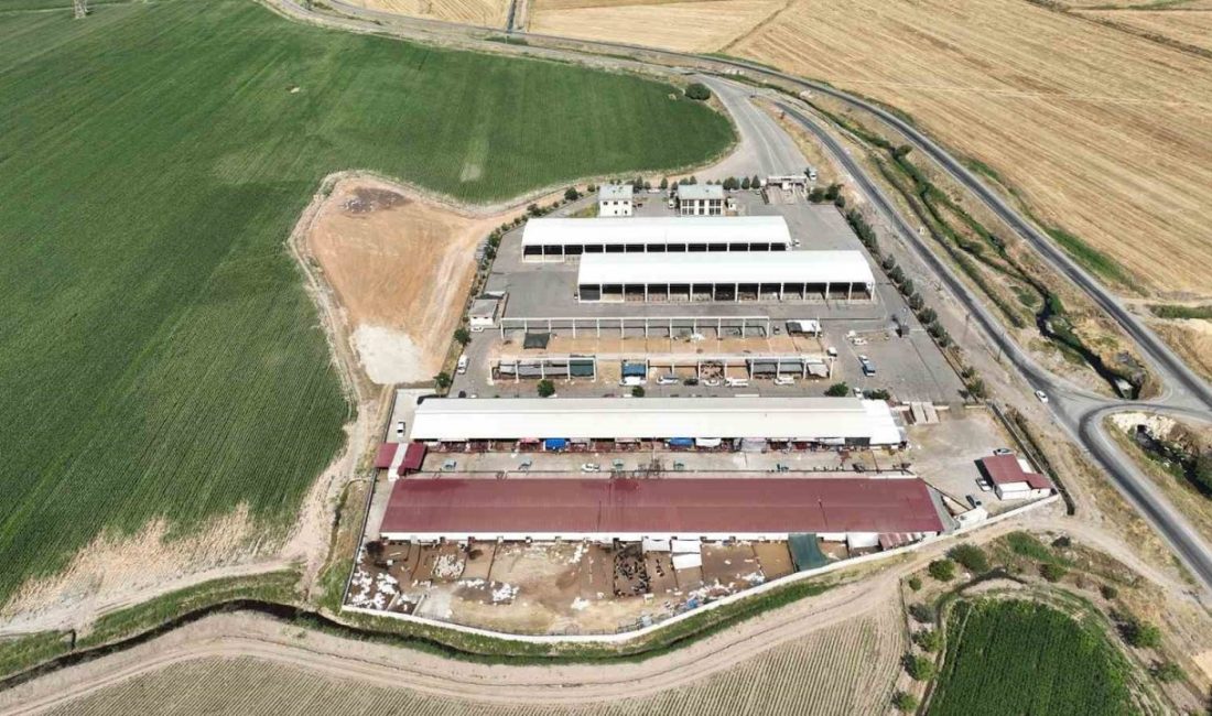 Kahramanmaraş Büyükşehir Belediyesi, şap hastalığı nedeniyle geçici olarak kapatılan canlı