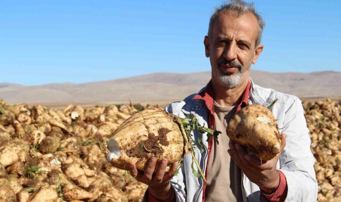 Kahramanmaraş’ta şeker pancarı sökümü başladı Kahramanmaraş’ta şeker pancarı söküm işlemi başladı. Birçok ilde olduğu gibi