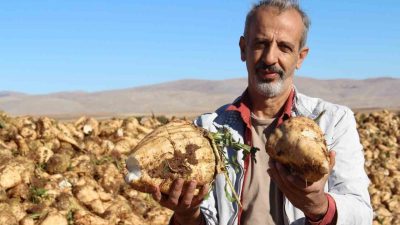 Kahramanmaraş’ta şeker pancarı söküm işlemi başladı. Birçok ilde olduğu gibi