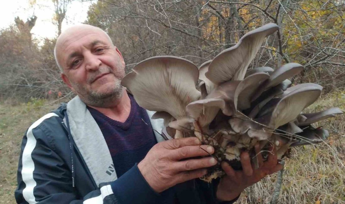 Sonbaharın gelmesiyle etkili olan yağışların ardından doğada yetişen Kanlıca mantarı,