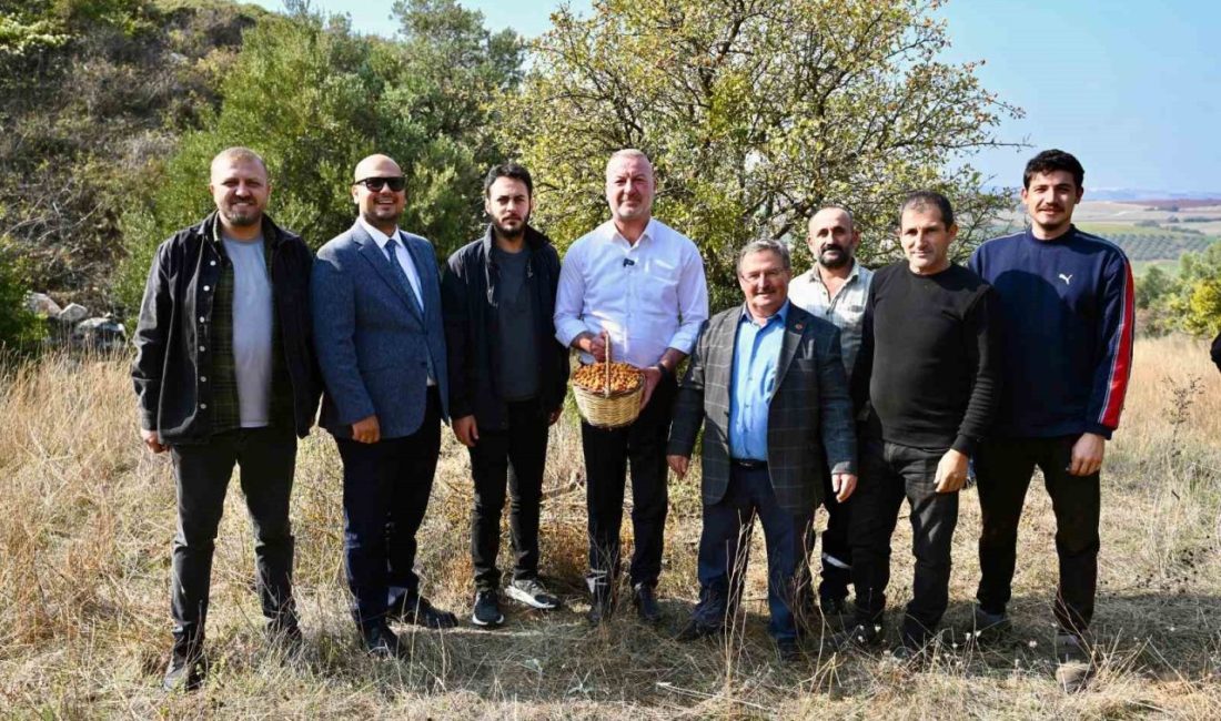 Karacabey Belediyesi, ’Alıç Meyvesi’ni dünya pazarında tanıtacak Karacabey Belediyesi, Yeşildere Mahallesi’nin doğal zenginliklerinden biri olan ‘Alıç Meyvesi’ni