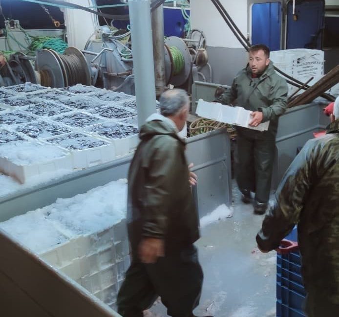 Kastamonu’da balıkçılar tarafından avlanan 440 ton hamsi, kasalarla karaya çıkartılarak