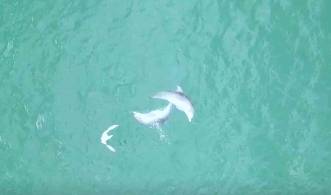 Düzce (İHA) – Düzce’nin Akçakoca ilçesinde, Karadeniz açıklarında adeta dans