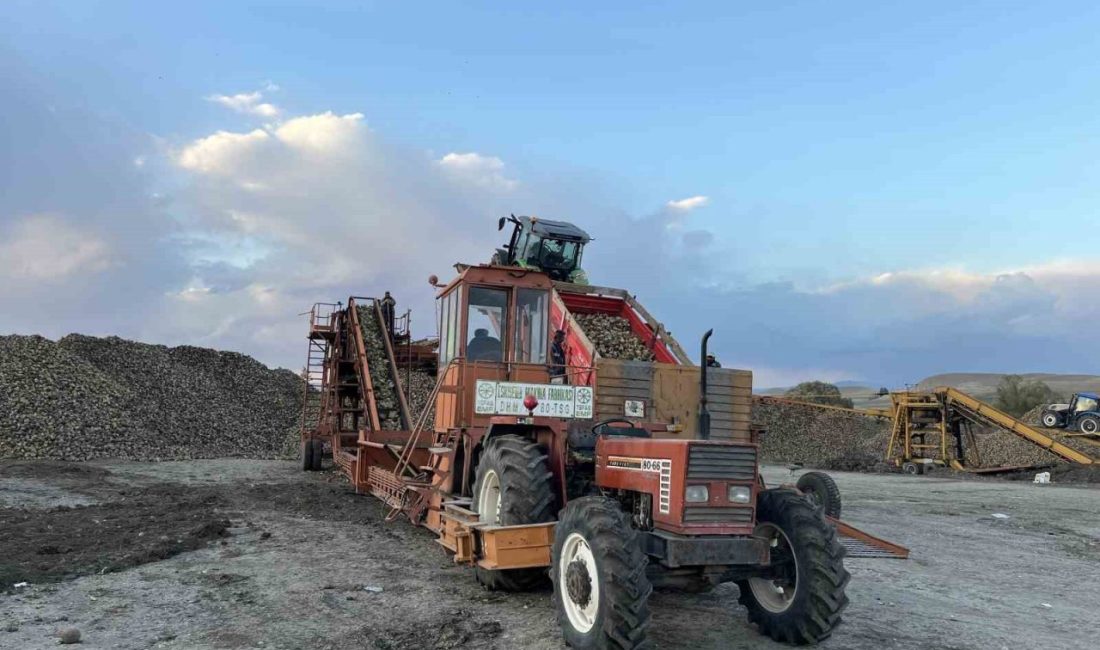 Kars’ın tarım potansiyeli yüksek ilçelerinde şeker pancarı hasadı devam ediyor.