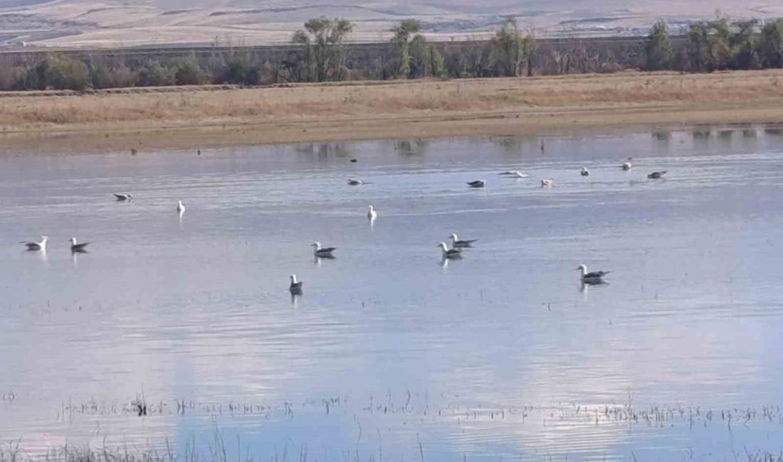 Kars’ta sulak alanlar yaban kuşlarını ağırlıyor Kars’ta sulak alanlar, yaban kuşlarını ağırlıyor. Kentte bulunan sulak alanlar