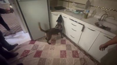 Hatay’da kasa içine saklanmış 10 kilogram ağırlığındaki 60 bin adet