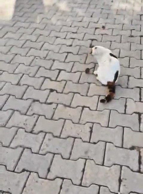 Elazığ’da kedinin fareyle oyunu bir vatandaşın cep telefonu kamerasına yansıdı.