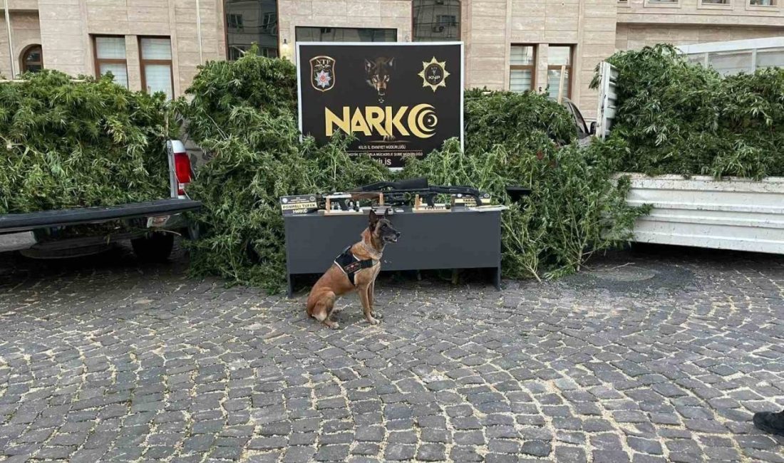 Kilis’te polis ekiplerince düzenlenen uyuşturucu operasyonunda 283 kök Hint keneviri,
