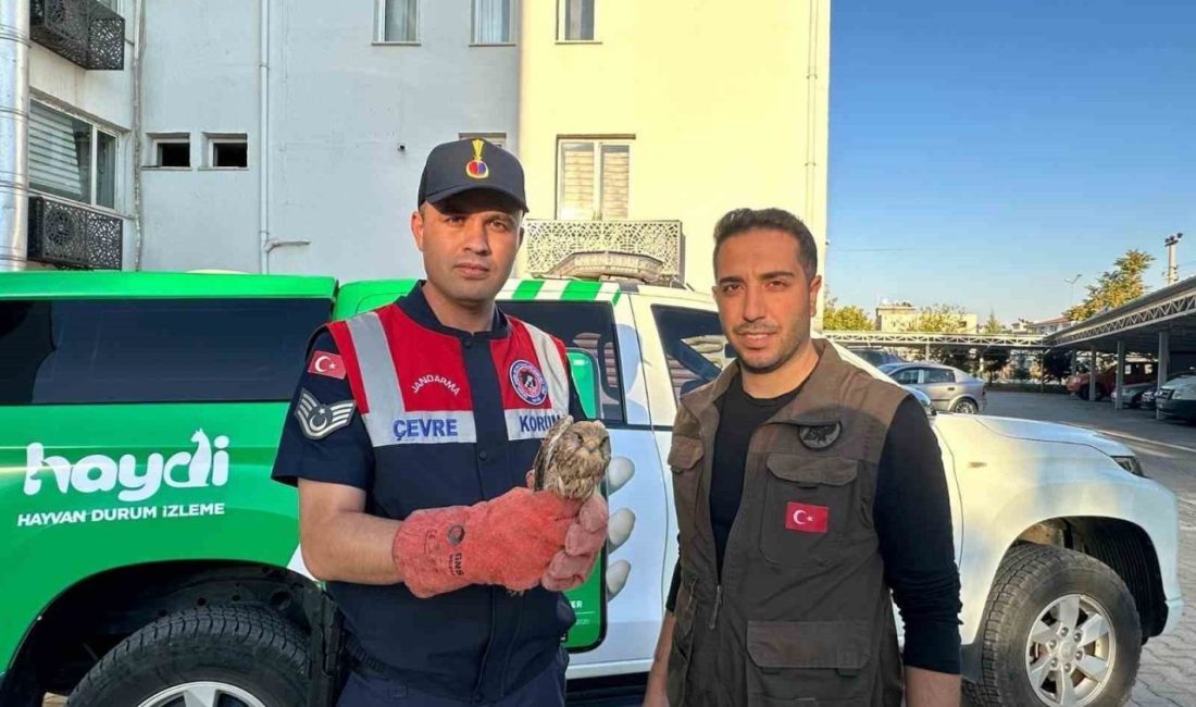 Kilis’te yaralı halde bulunan kerkenez kuşu koruma altına alındı Kilis’in Polateli ilçesinde bir vatandaş tarafından yaralı halde bulunan kerkenez
