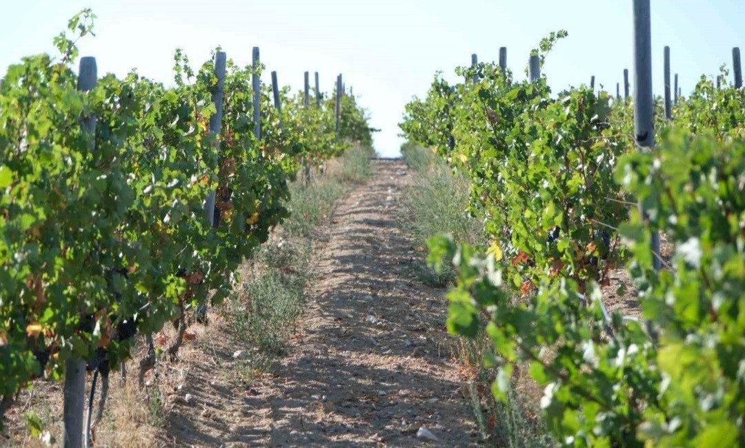 Kırklareli’nde zirai dondan etkilenen 220 üreticiye 20 milyon 142 bin