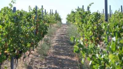 Kırklareli’nde zirai dondan etkilenen 220 üreticiye 20 milyon 142 bin